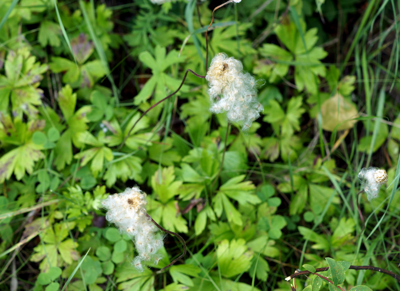 Image of Anemone sylvestris specimen.