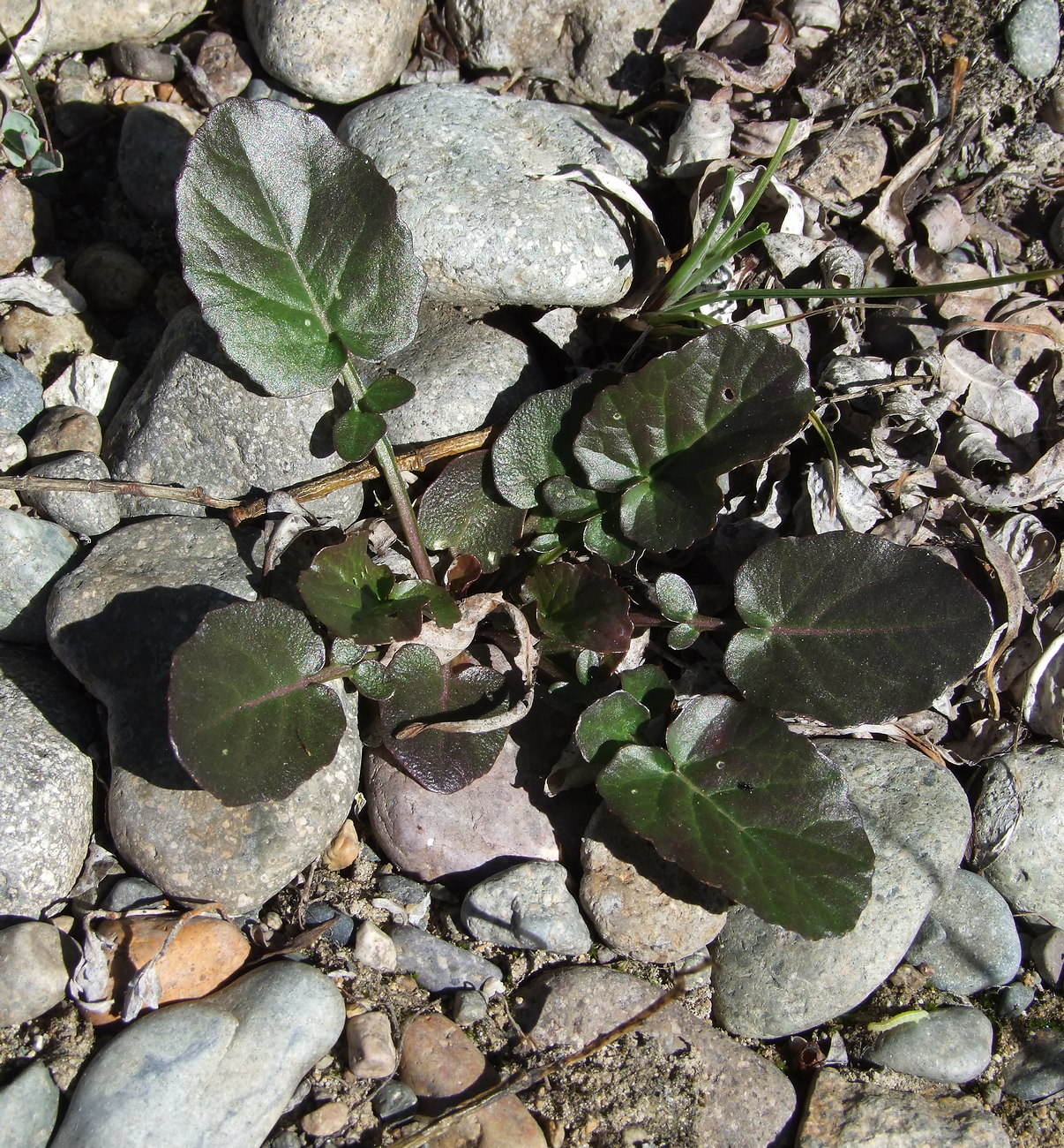 Image of Barbarea orthoceras specimen.