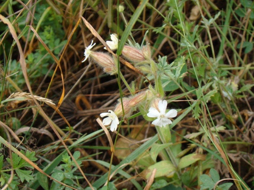 Image of Melandrium latifolium specimen.