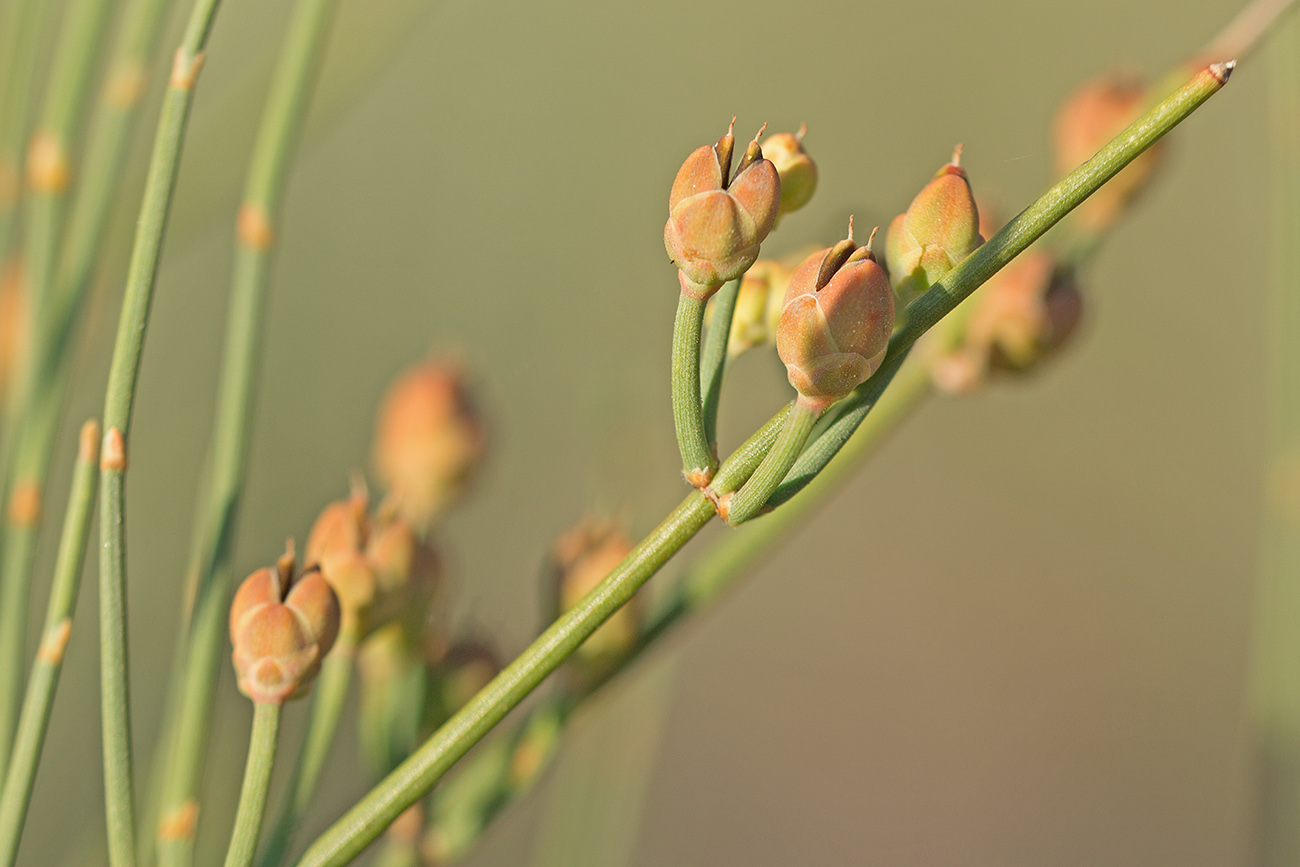 Image of Ephedra distachya specimen.