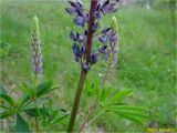 Lupinus polyphyllus