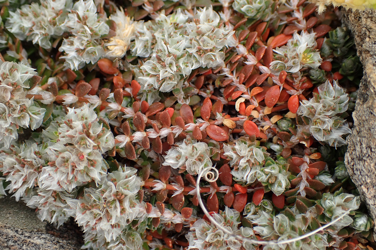 Изображение особи Paronychia macrosepala.