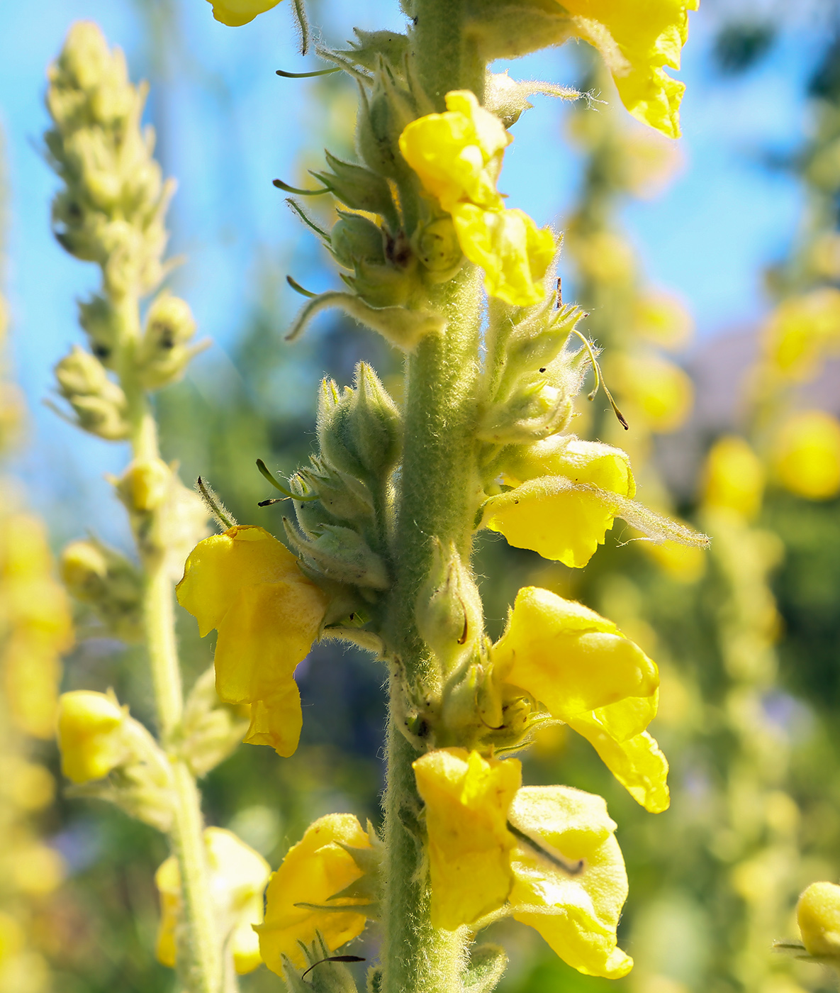 Image of Verbascum phlomoides specimen.