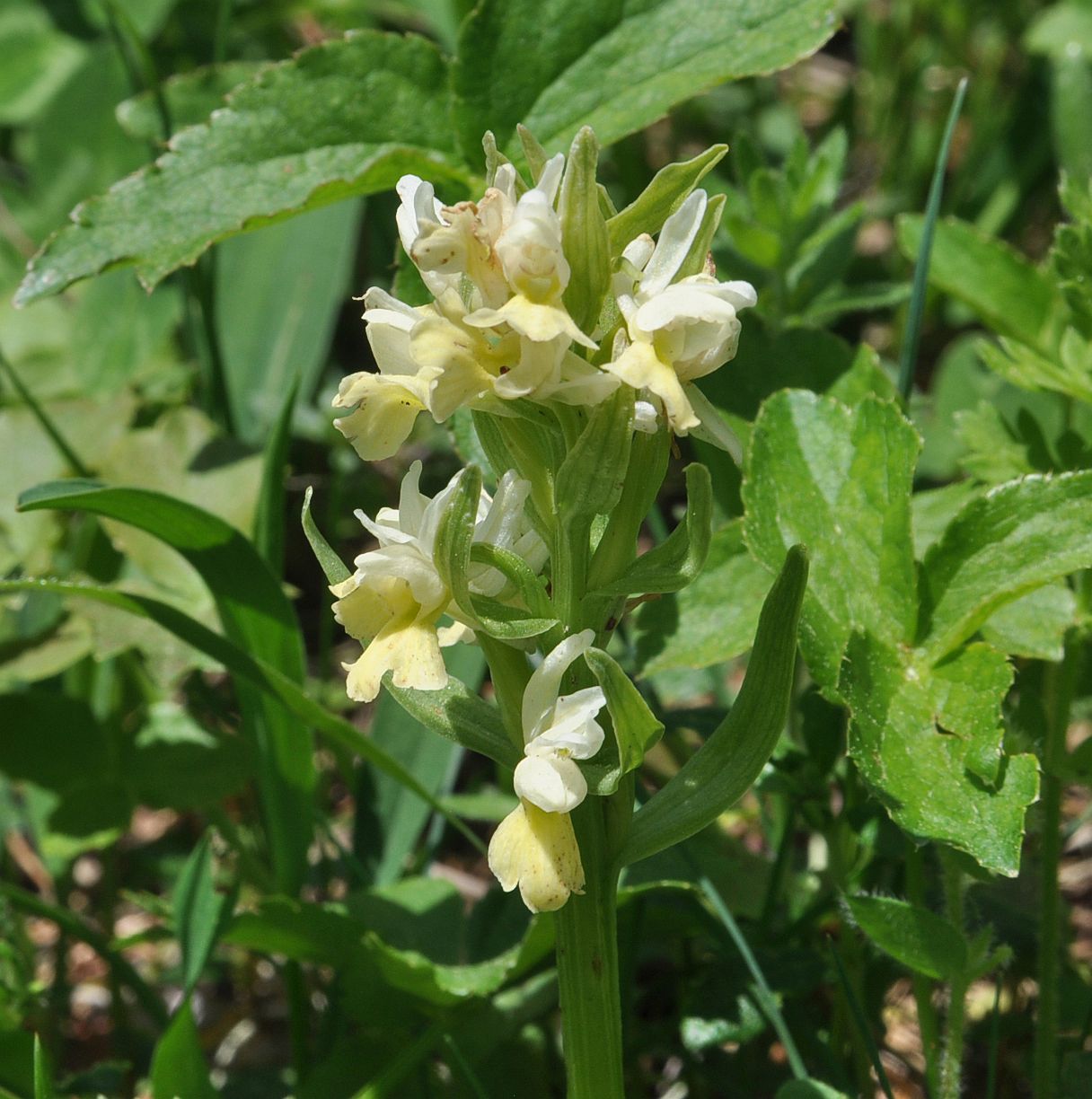 Image of Dactylorhiza romana ssp. georgica specimen.