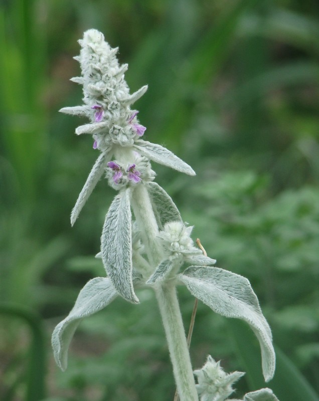 Изображение особи Stachys byzantina.