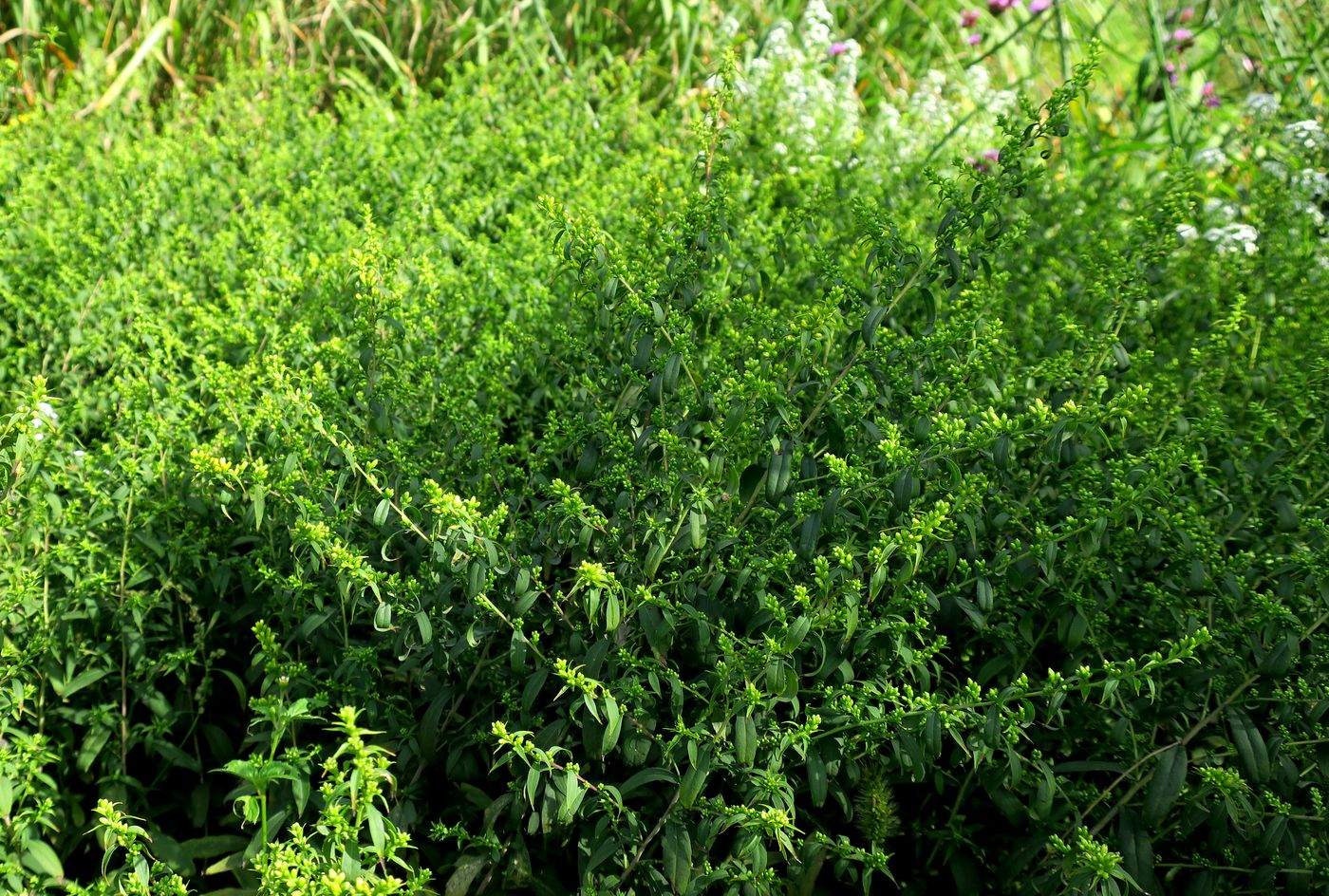 Image of Solidago caesia specimen.