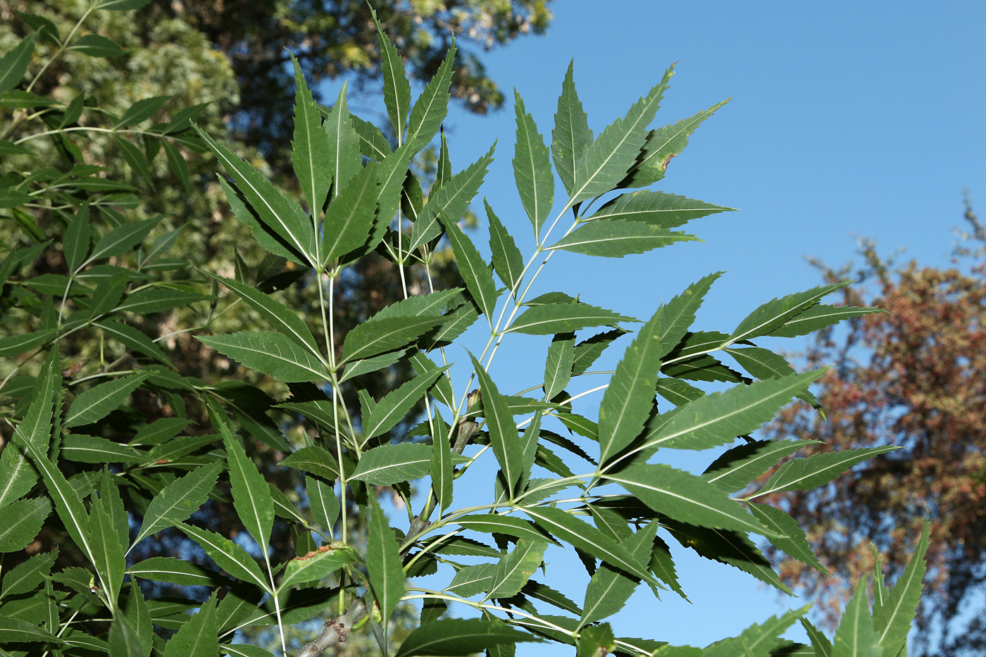 Image of Fraxinus sogdiana specimen.