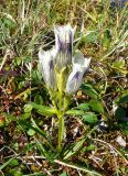 Gentiana algida