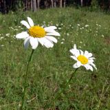 Leucanthemum vulgare. Верхушки побегов с соцветием. Свердловская обл., окр. г. Североуральск, травяной склон известняковой скалы. 13.07.2007.