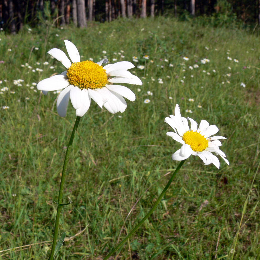 Изображение особи Leucanthemum vulgare.