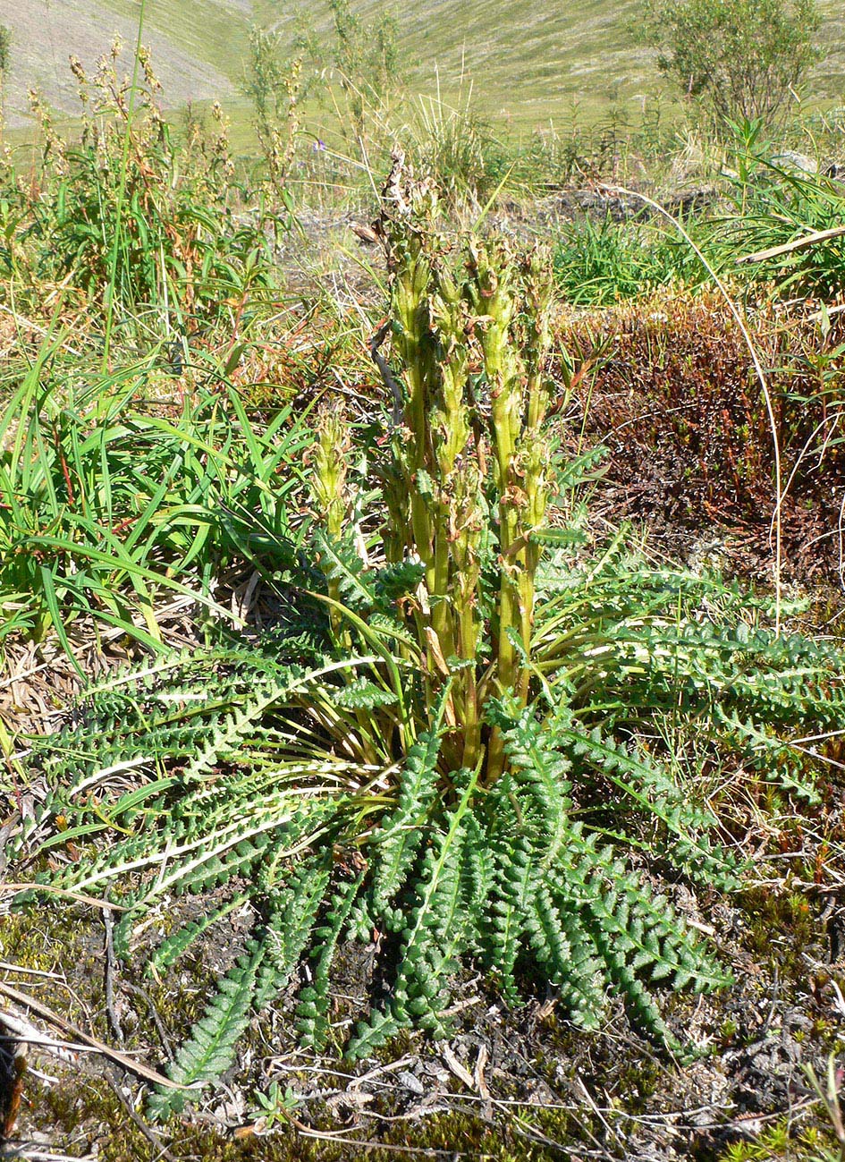 Изображение особи род Pedicularis.