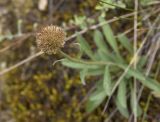 Aster serpentimontanus