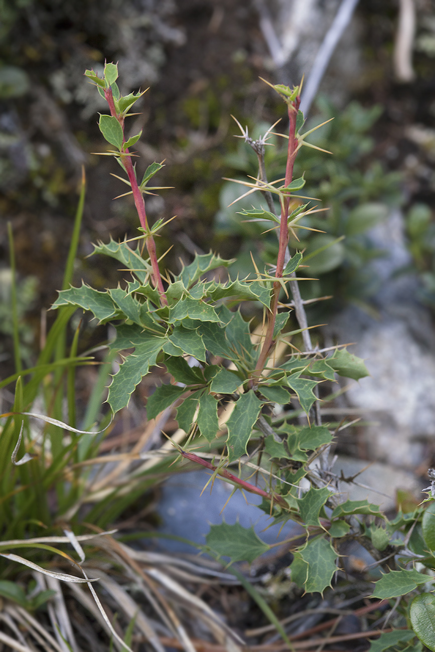 Изображение особи Berberis sibirica.