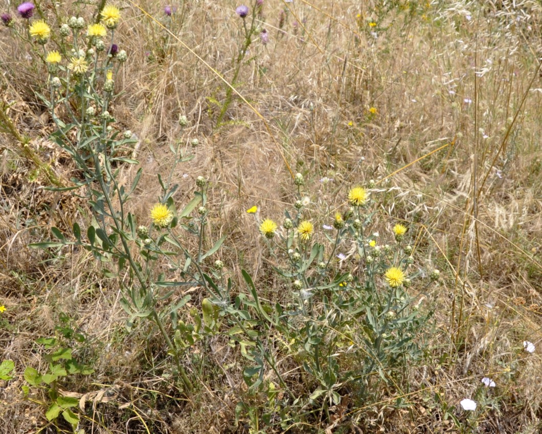 Image of Centaurea salonitana specimen.