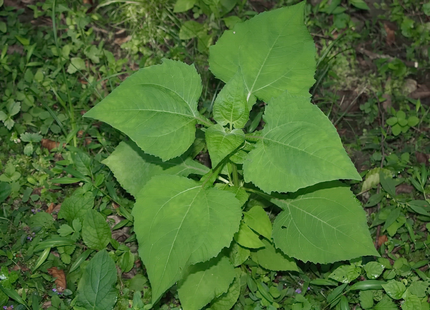 Image of Sigesbeckia orientalis specimen.