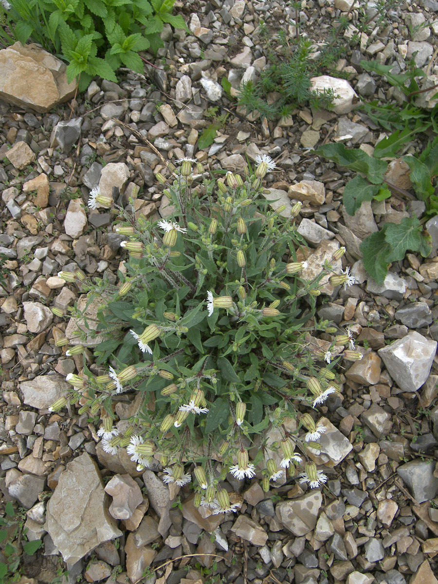 Image of Oberna lacera specimen.