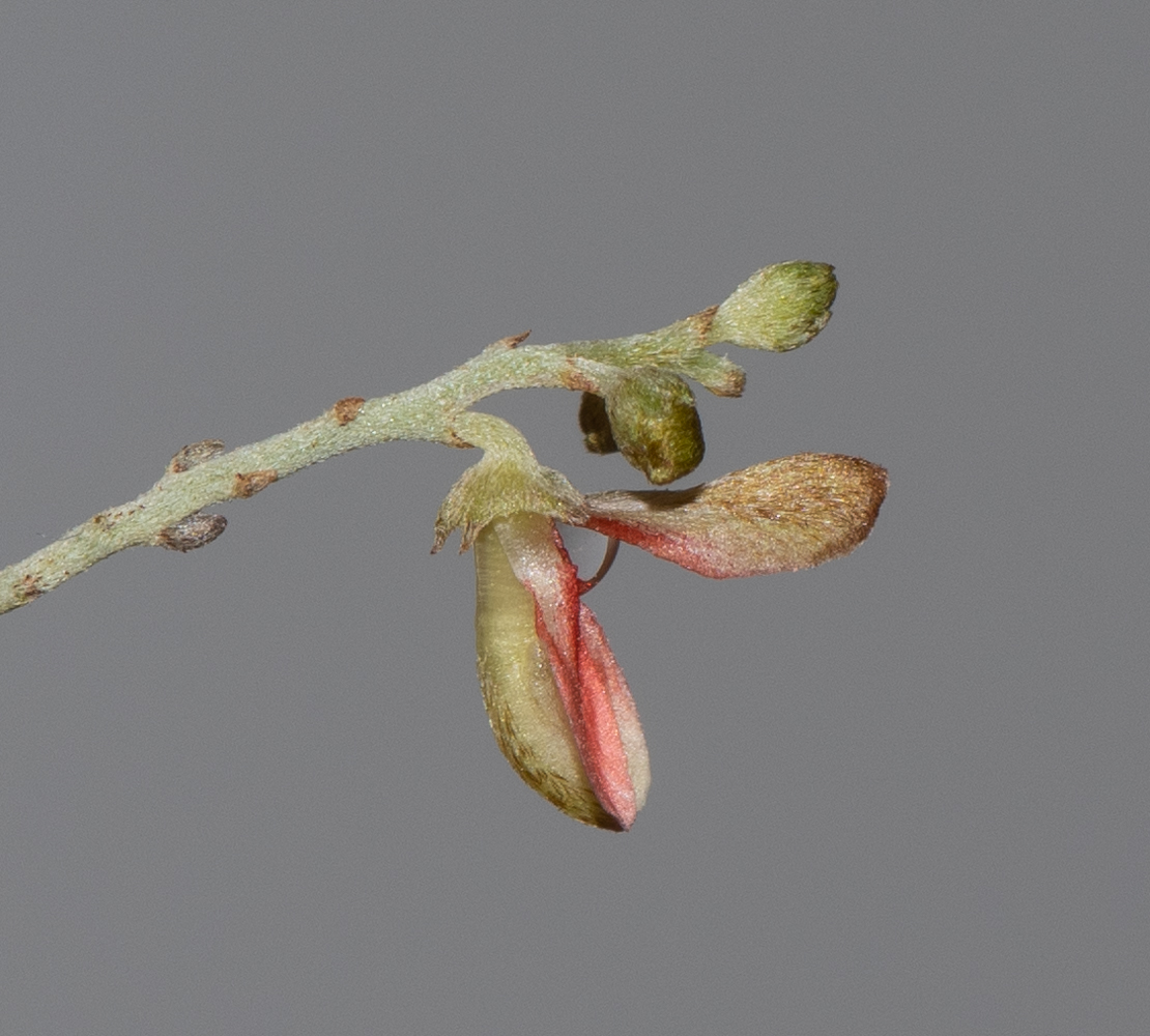 Image of Indigofera articulata specimen.