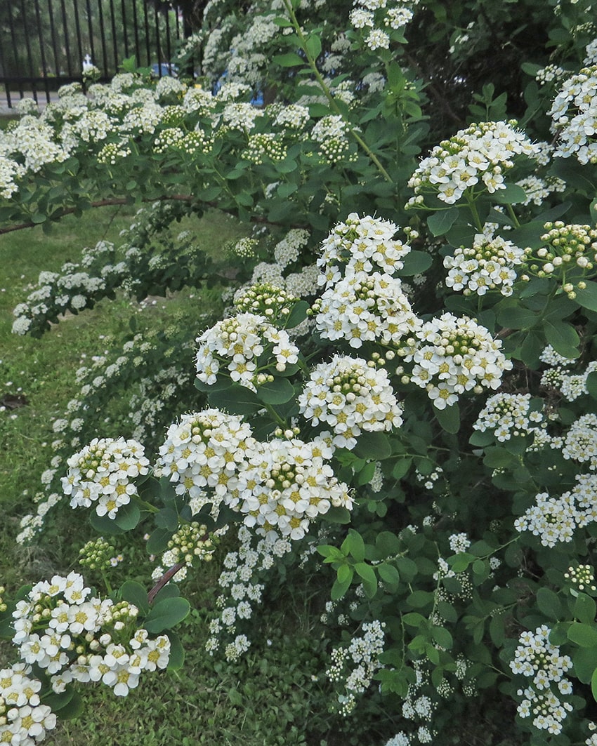 Image of Spiraea wilsonii specimen.