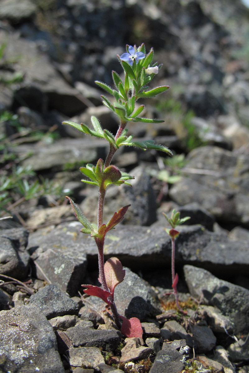 Image of Veronica dillenii specimen.