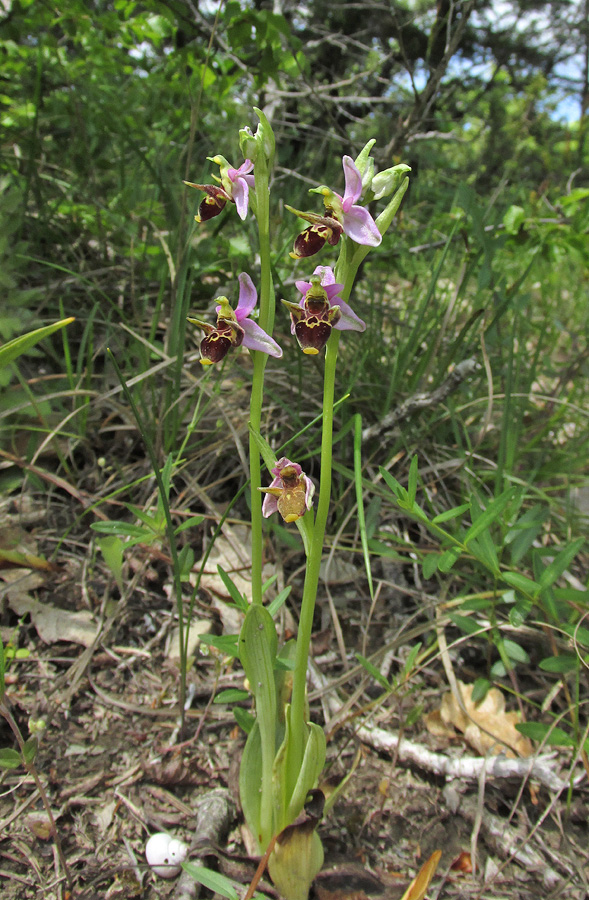 Image of Ophrys oestrifera specimen.