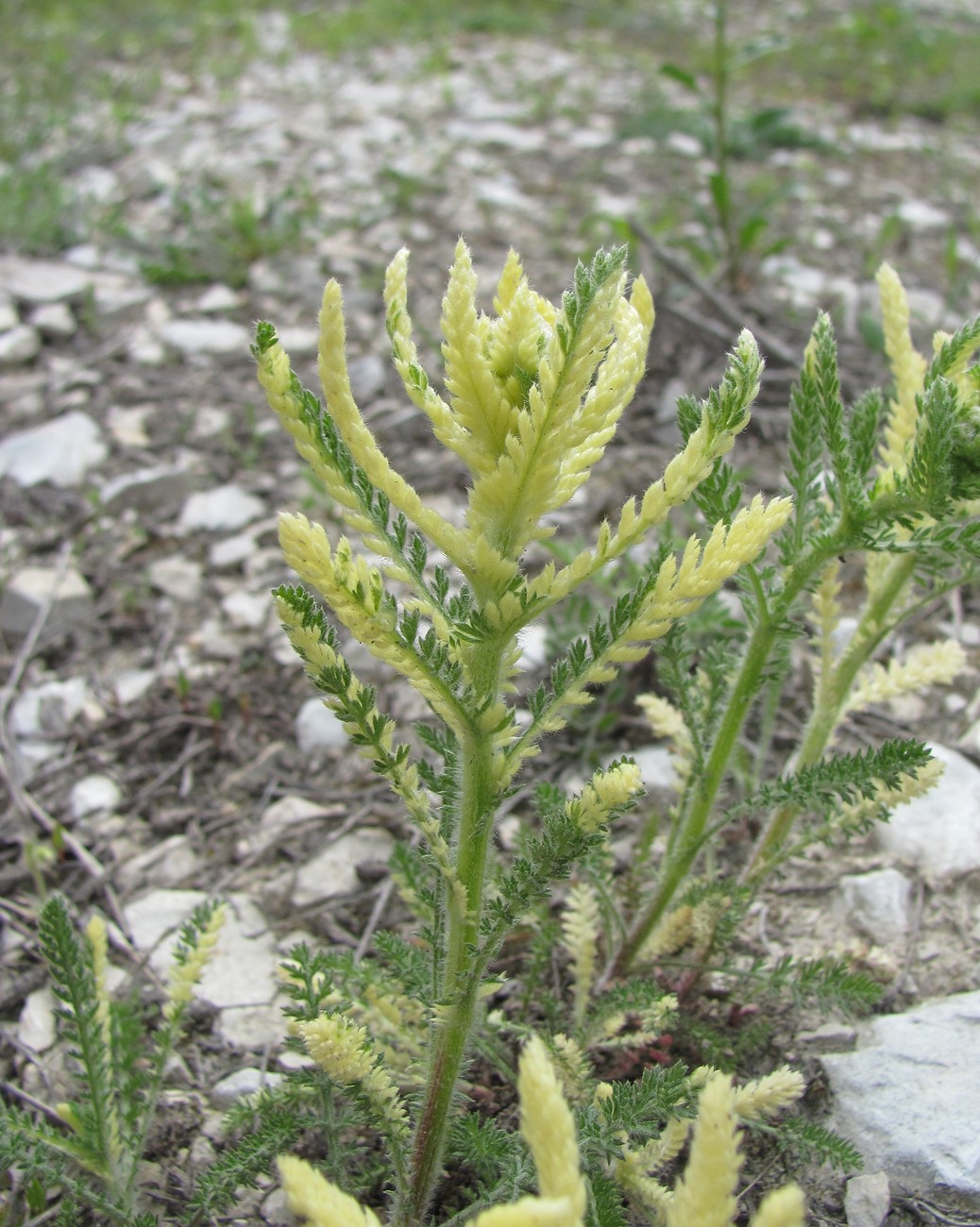 Image of genus Achillea specimen.