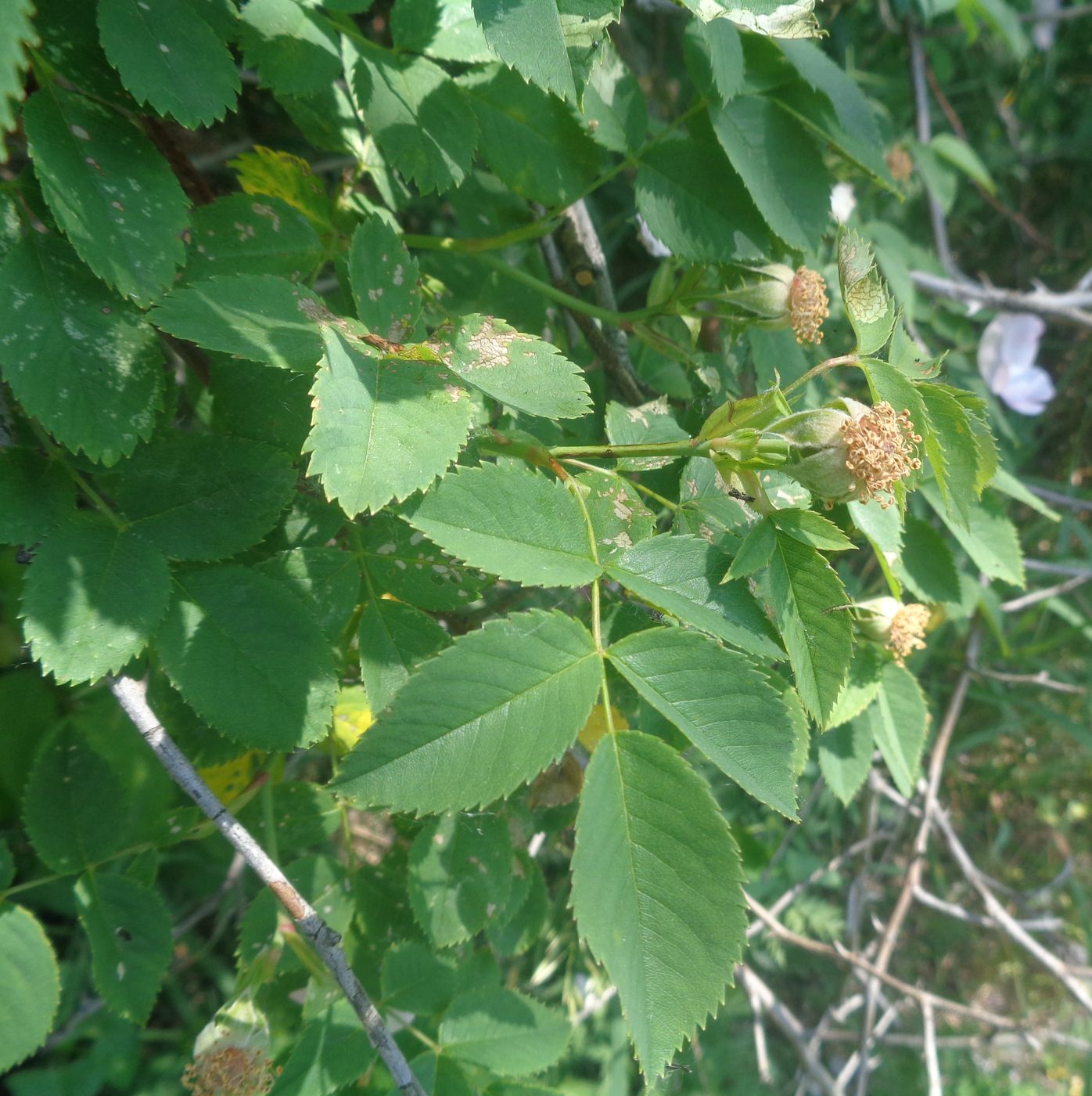 Image of genus Rosa specimen.