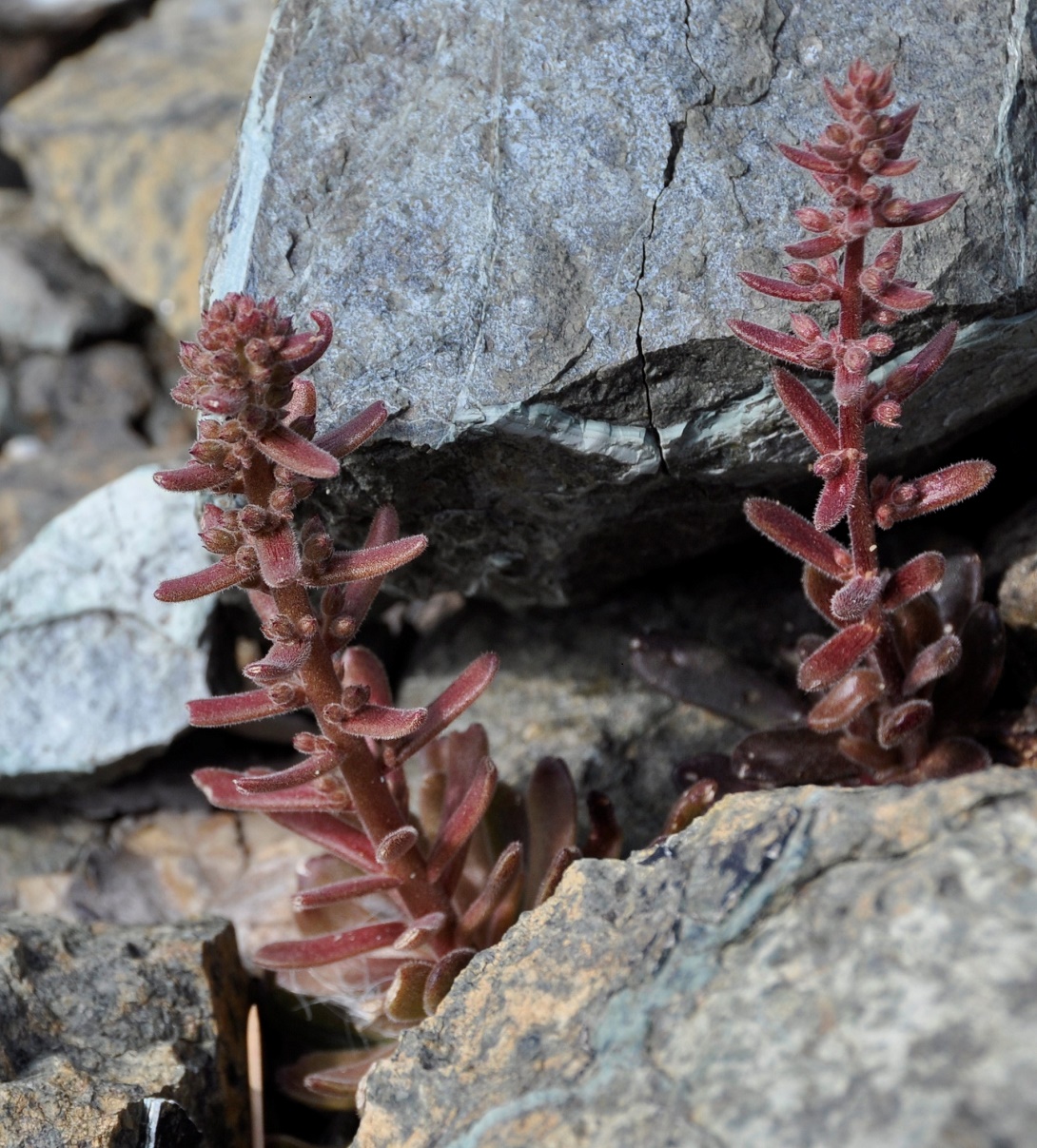 Image of Sedum microstachyum specimen.