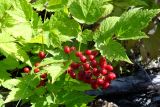 Actaea erythrocarpa