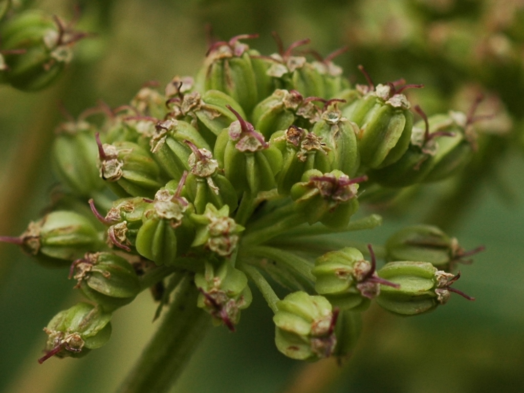 Изображение особи Archangelica brevicaulis.