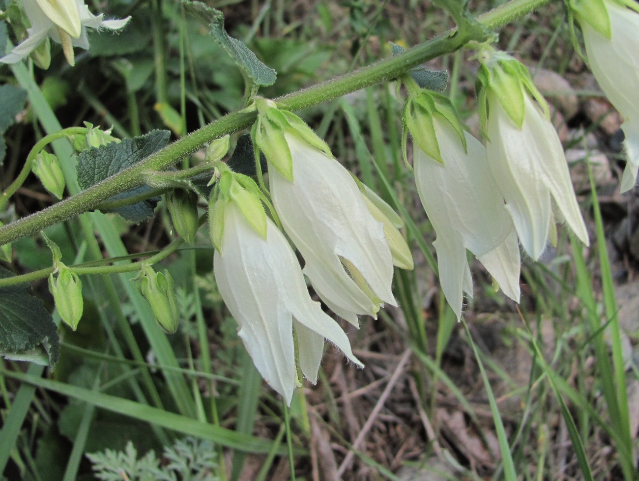 Image of Campanula alliariifolia specimen.