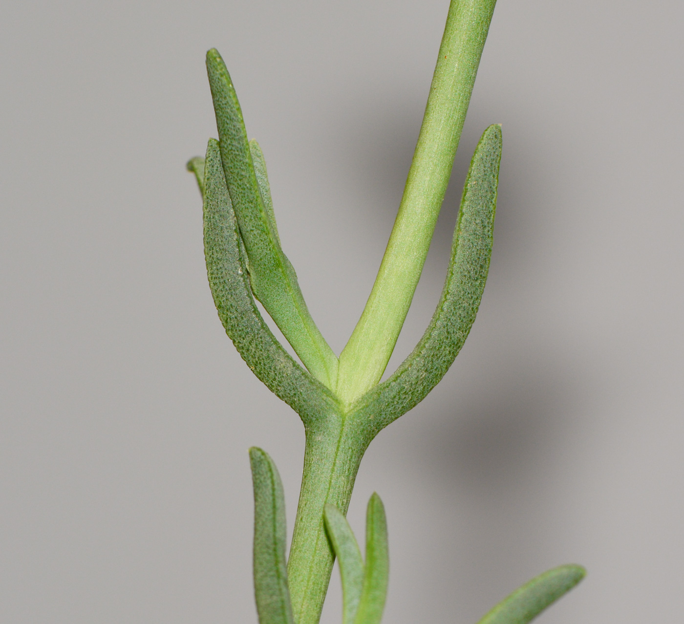 Image of Jordaaniella anemoniflora specimen.