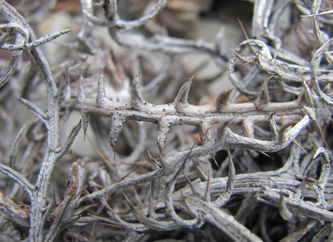 Image of Lamyra echinocephala specimen.