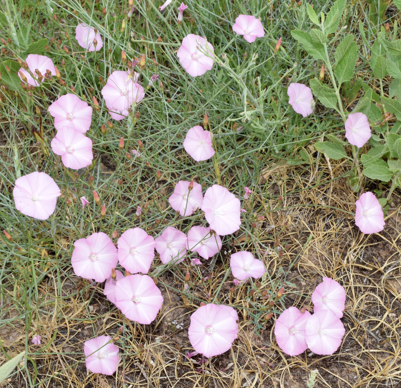 Image of Convolvulus pseudocantabrica specimen.