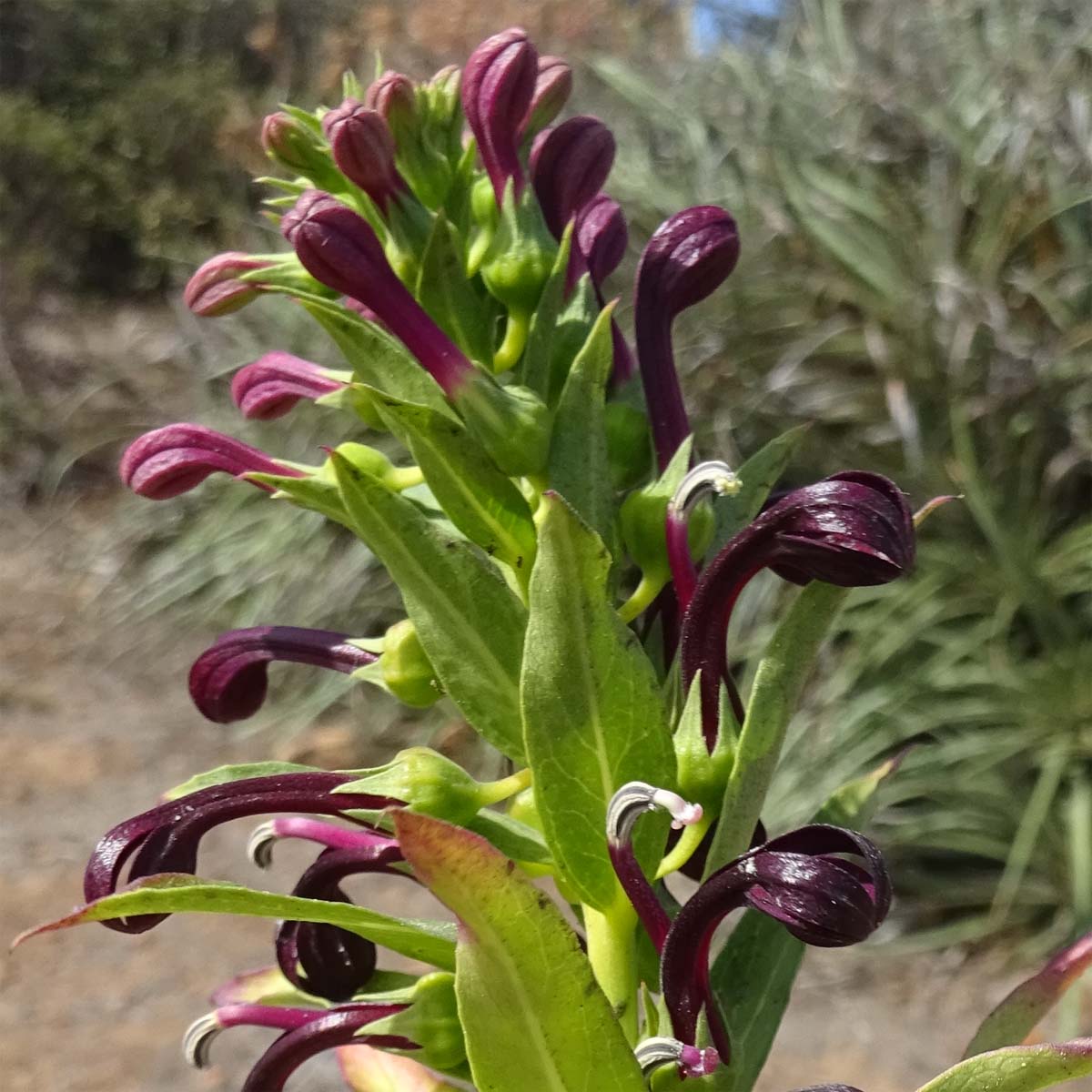 Image of Lobelia polyphylla specimen.