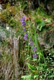 Campanula rapunculoides