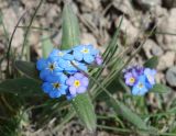 genus Myosotis. Верхушка побега с соцветием. Кыргызстан, Чуйская обл., Панфиловский р-н, южные окр. перевала Тоо-Ашуу. 24.05.2019.