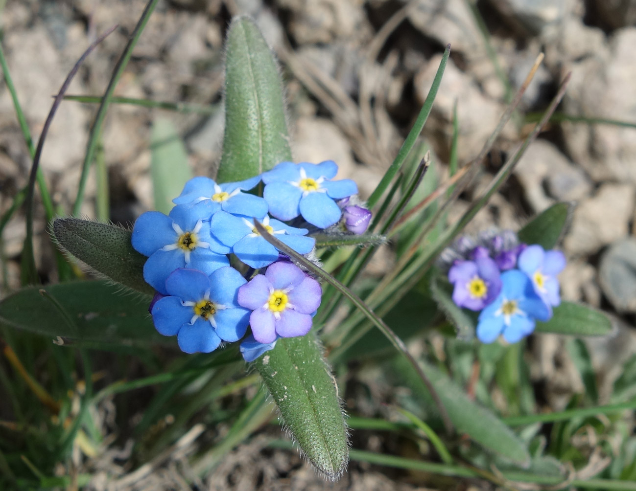 Изображение особи род Myosotis.