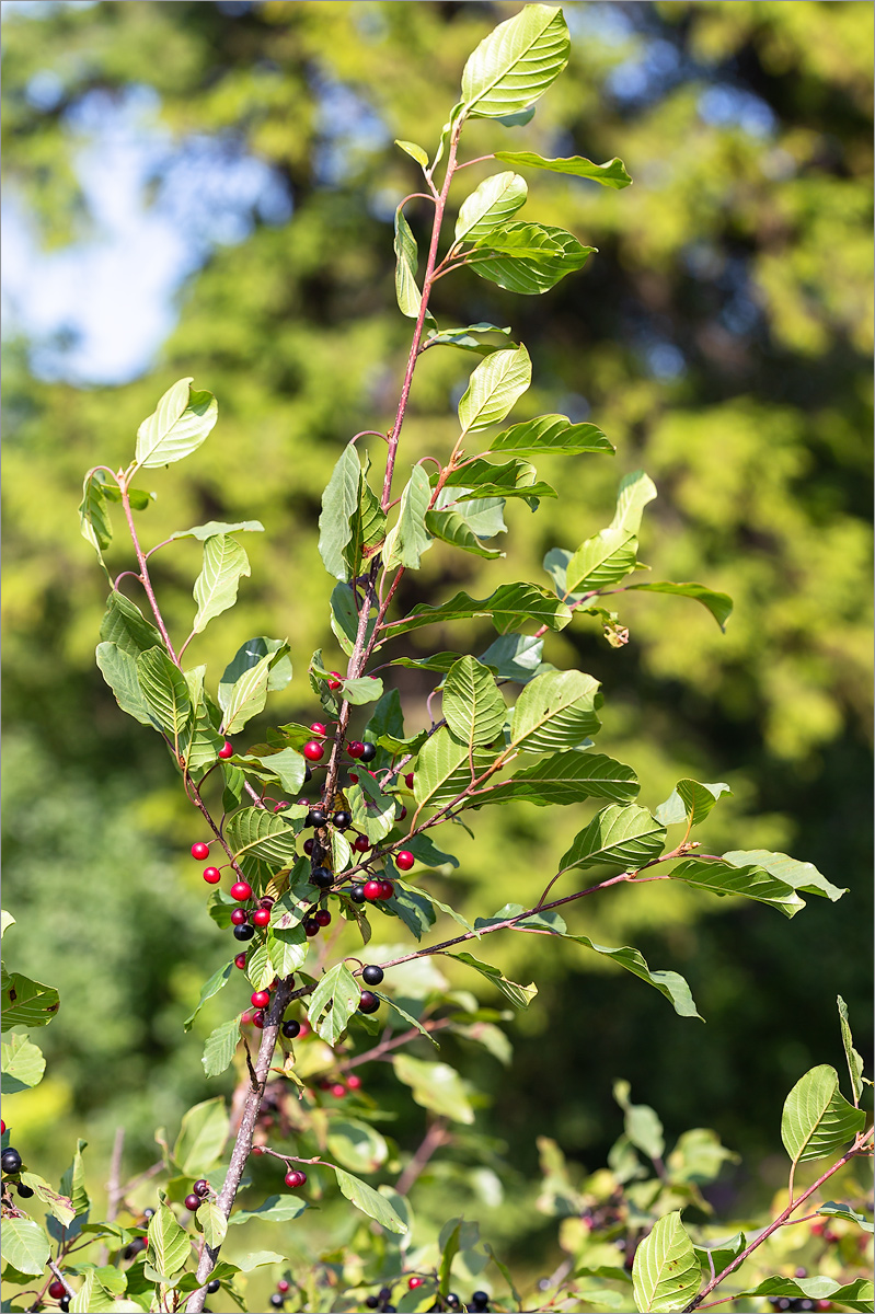 Image of Frangula alnus specimen.