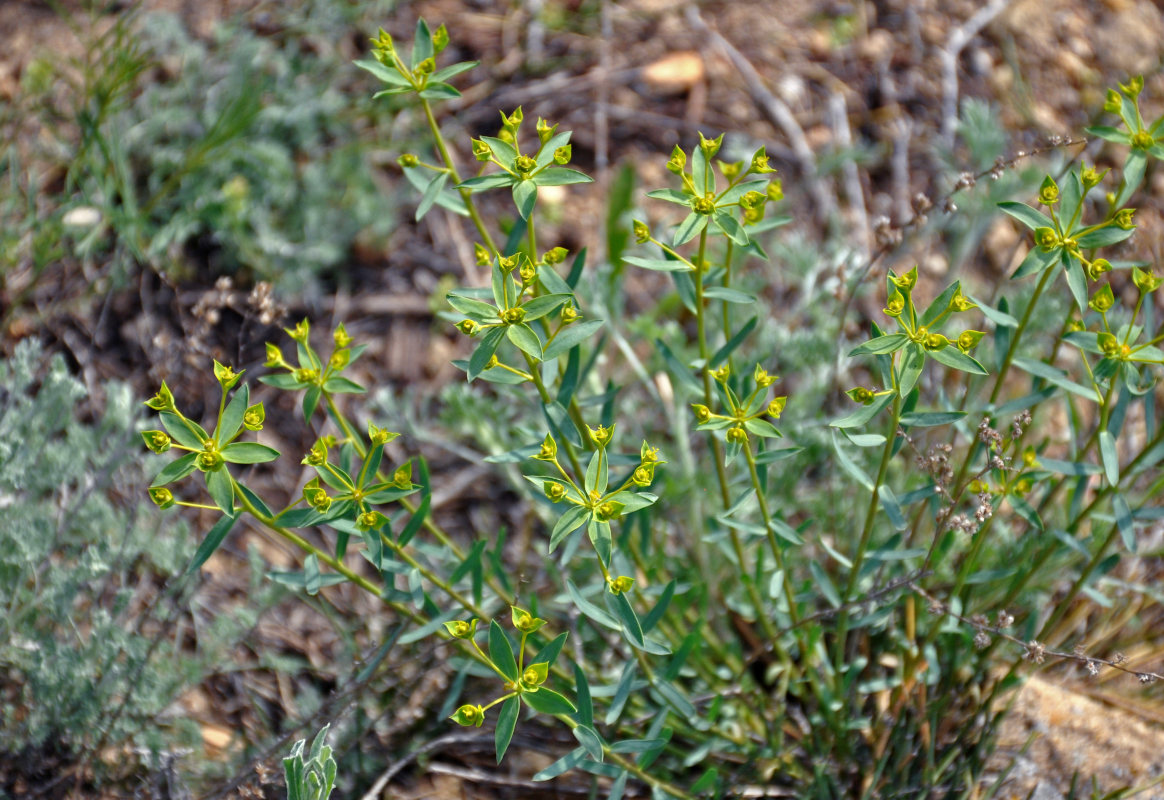 Image of Euphorbia seguieriana specimen.