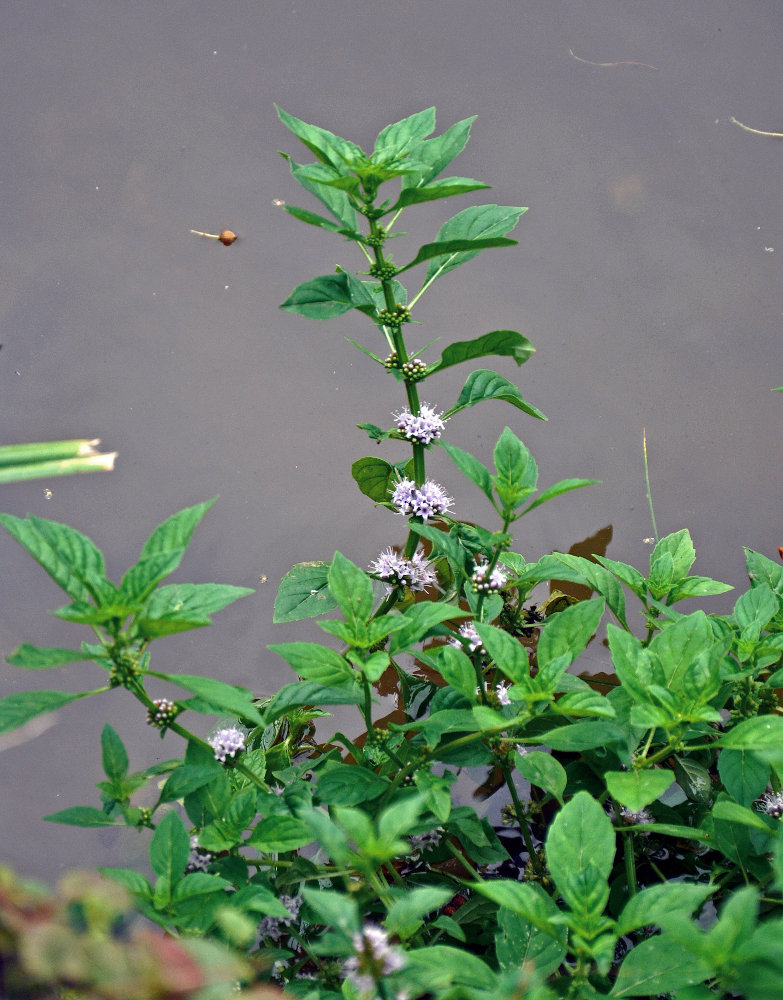 Image of Mentha arvensis specimen.