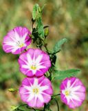 Convolvulus arvensis