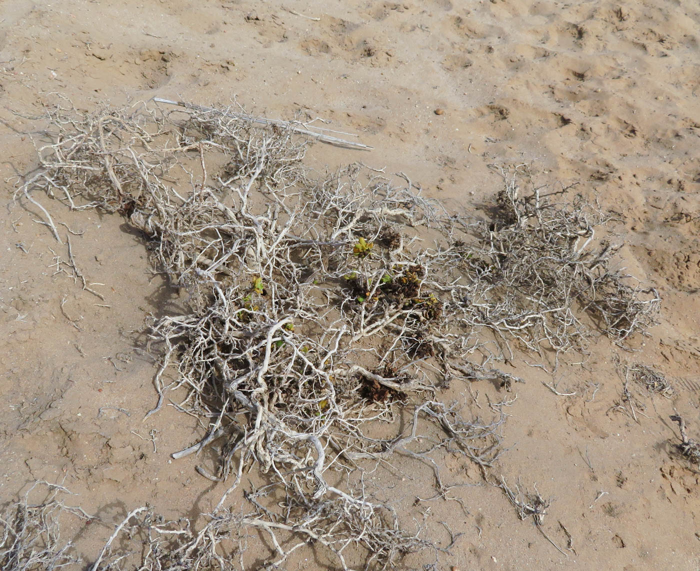 Image of Tetragonia decumbens specimen.