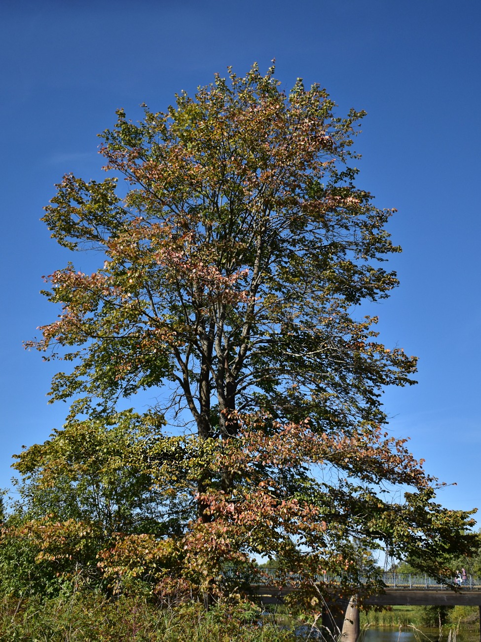 Изображение особи Ulmus laevis.