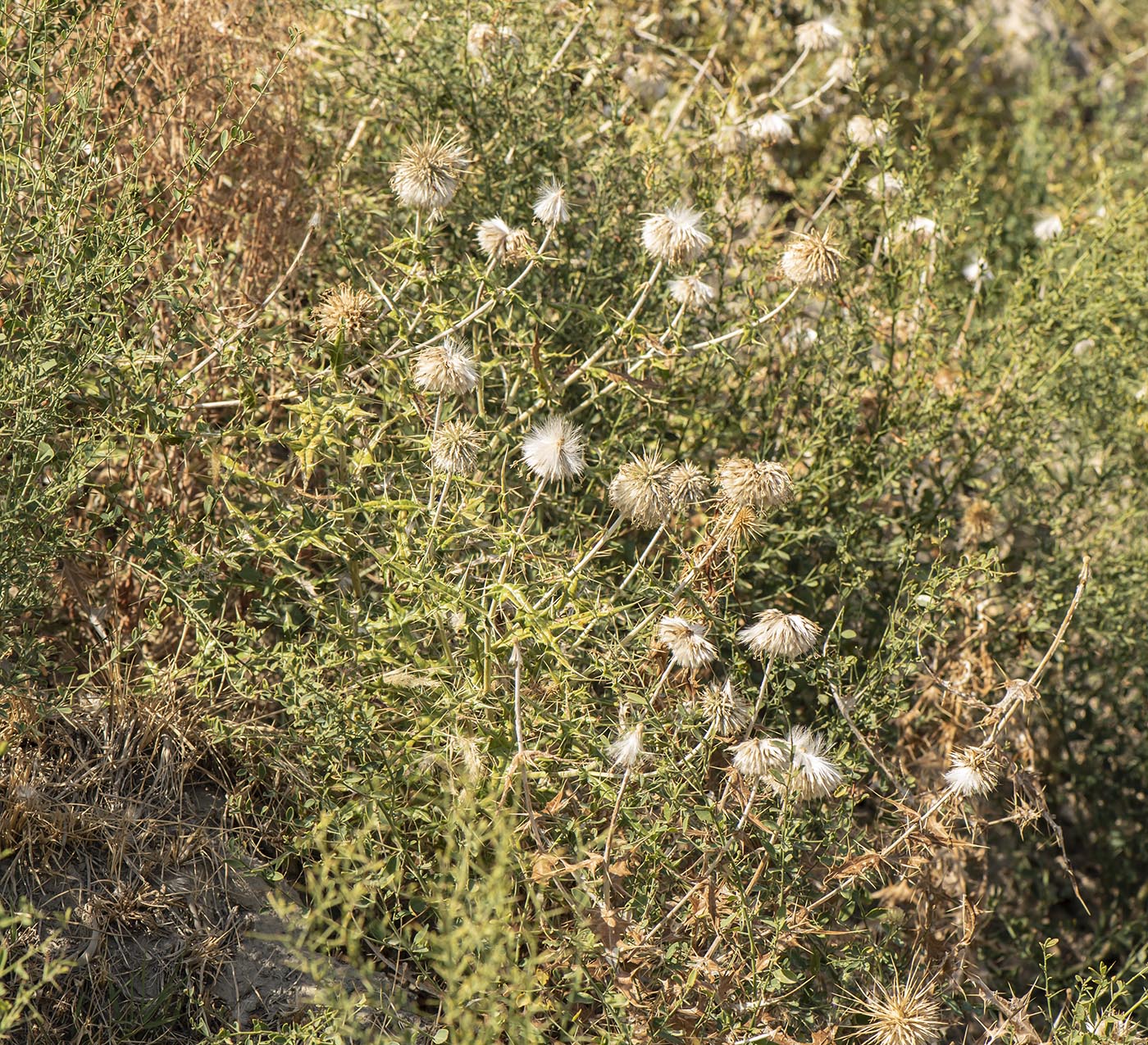 Изображение особи Echinops maracandicus.