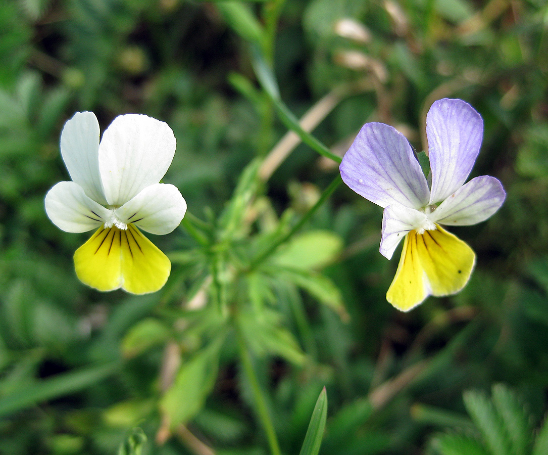 Изображение особи Viola tricolor.