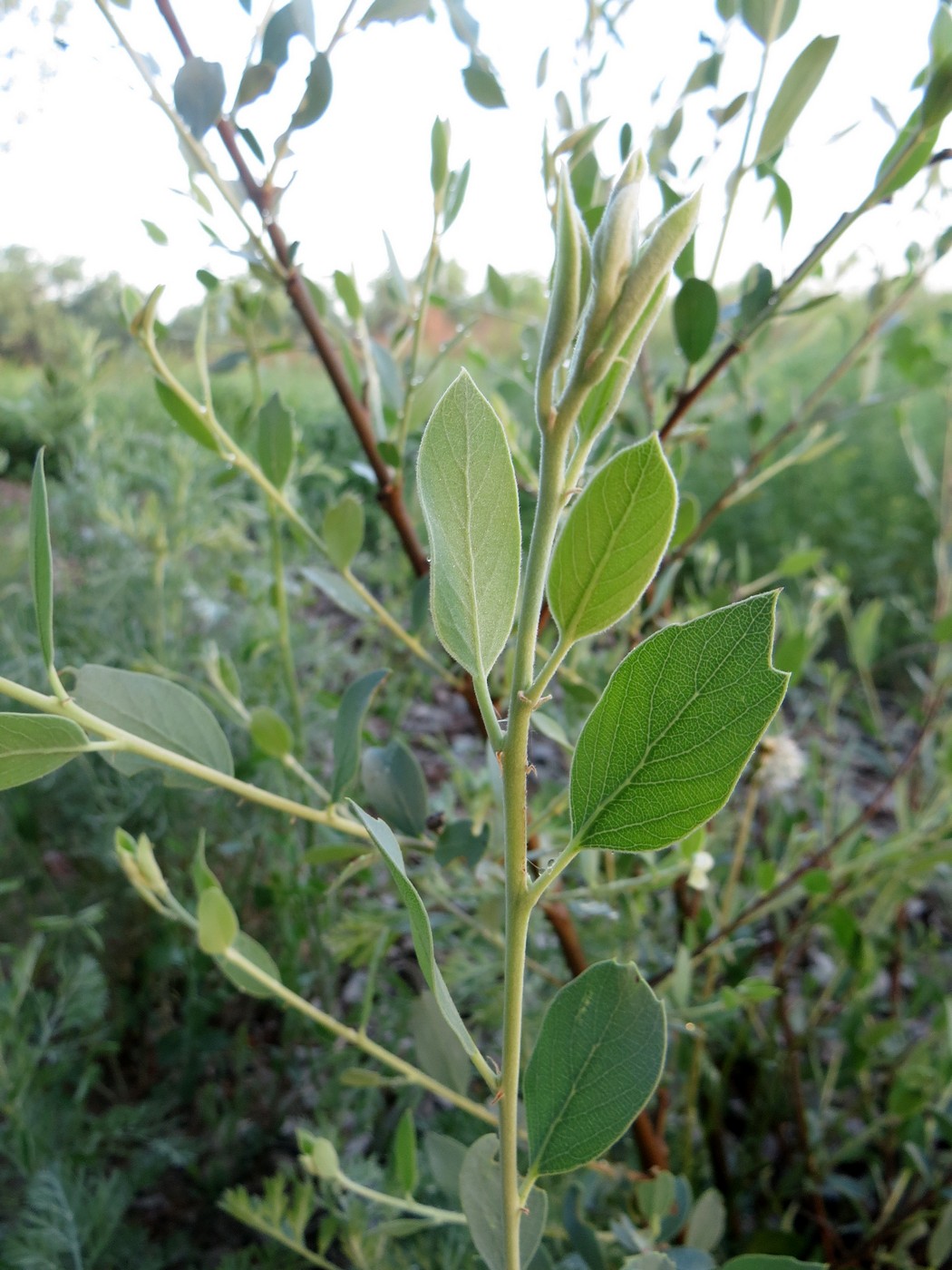 Image of Populus pruinosa specimen.