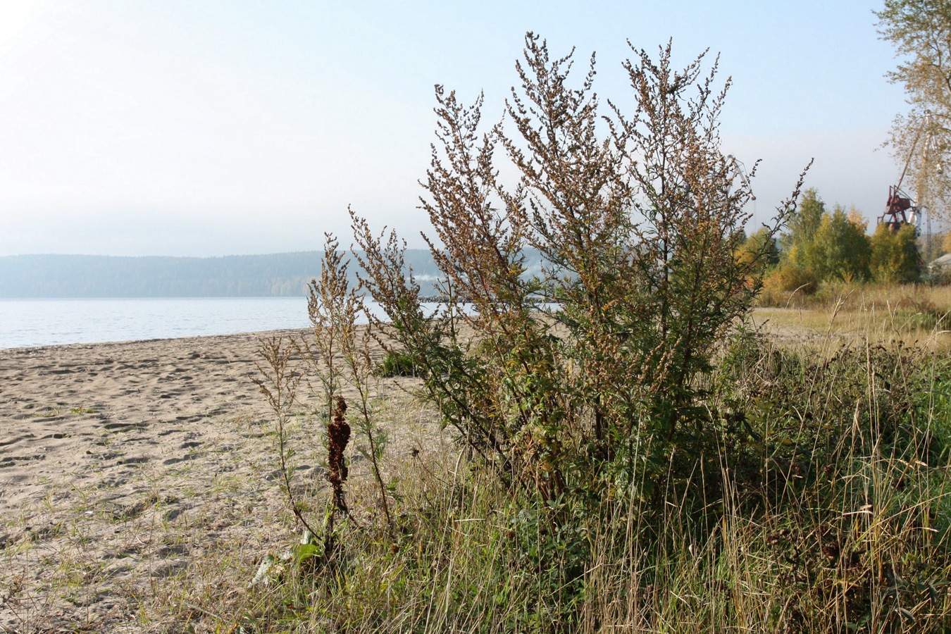 Image of Artemisia vulgaris specimen.