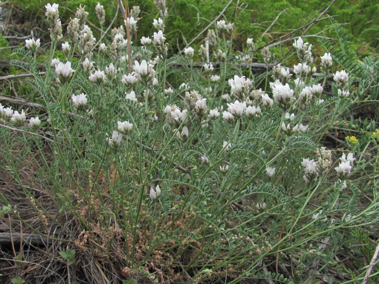 Image of genus Astragalus specimen.