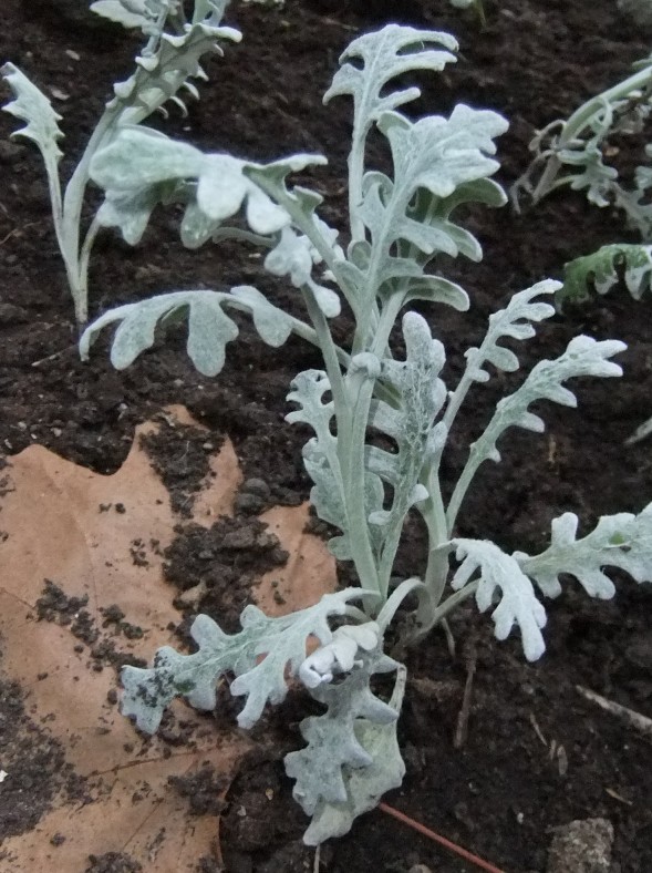 Image of Senecio cineraria specimen.