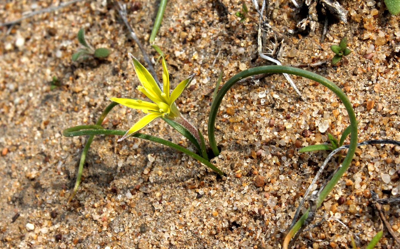 Image of Gagea bergii specimen.